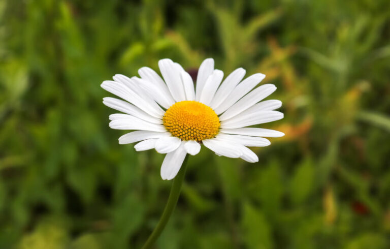 Weiße Margeritenblüte mit gelber Mitte auf Wiese.