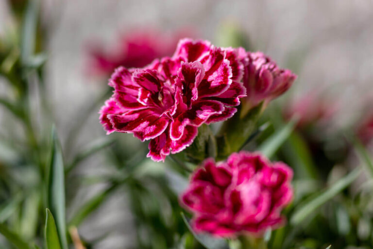 Rosa Nelkenblüte mit gefransten Blütenblättern.