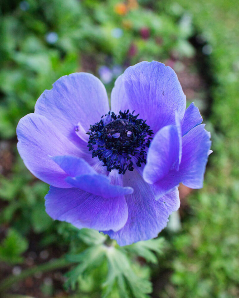 Violette Anemonenblüte mit dunklem Blütenzentrum.