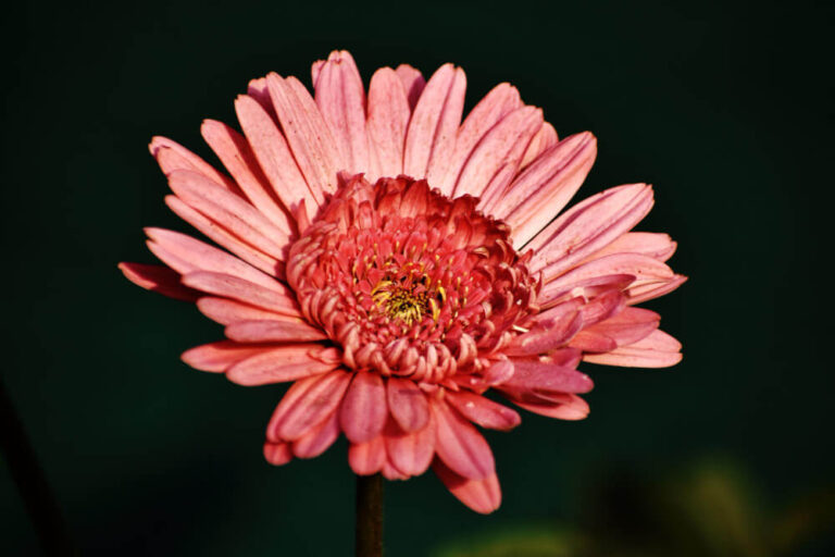 Rote Gerbera-Blüte mit zentraler gelber Blütenmitte.
