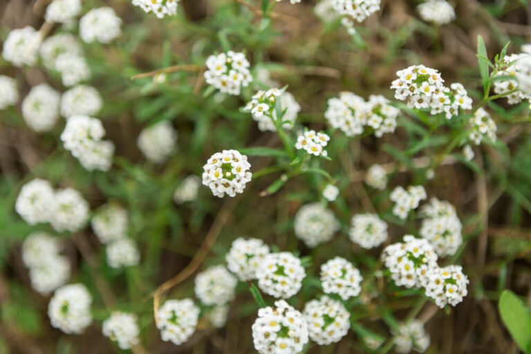 Kleine weiße Blüten des Schleierkrauts in Nahaufnahme.