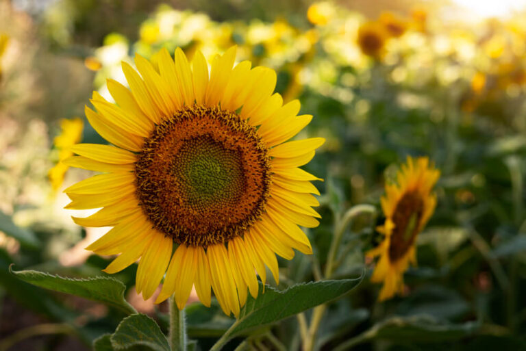 Große gelbe Sonnenblume mit dunkler Mitte.