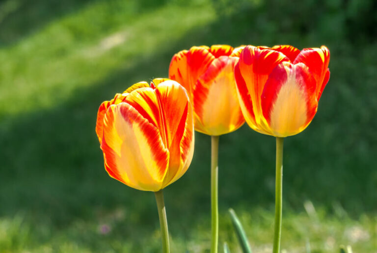 Drei orange-gelbe Tulpenblüten auf grünem Stiel im Sonnenlicht.