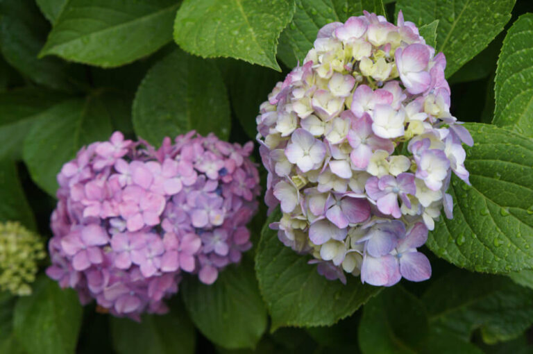 Hellviolette Hortensienblüte mit vielen kleinen Einzelblüten.