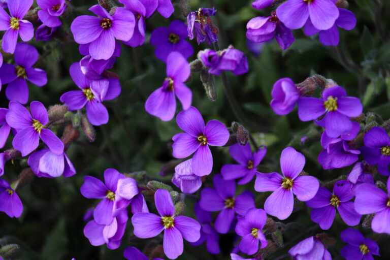 Mehrere violette Veilchenblüten in Nahaufnahme mit grünen Blättern im Hintergrund.