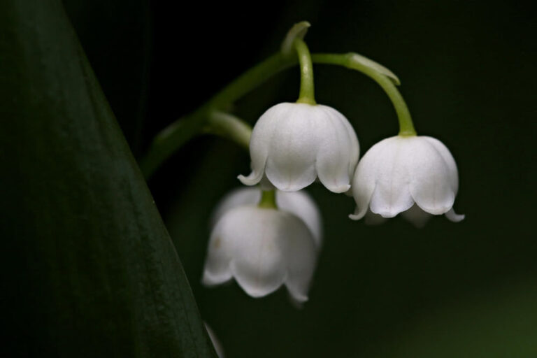 Mehrere weiße glockenförmige Blüten an grünem Stiel.