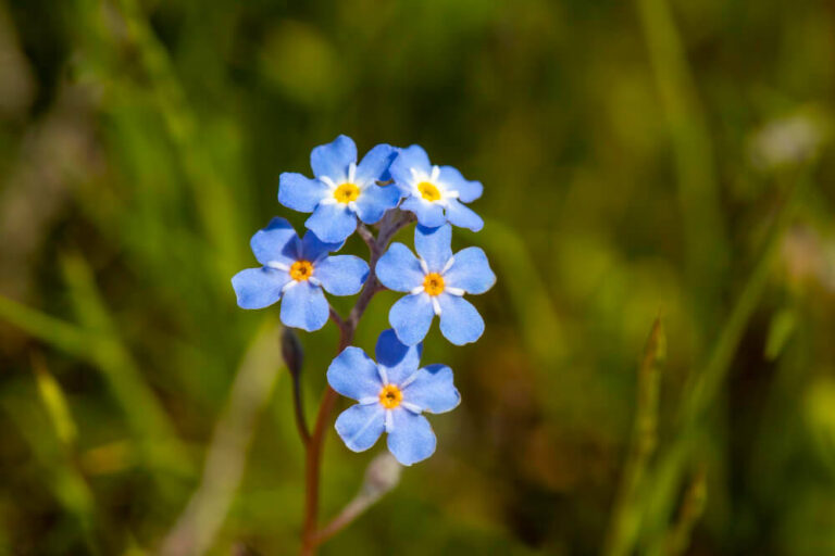 Kleine blaue Blüten eines Vergissmeinnichts auf grüner Wiese.