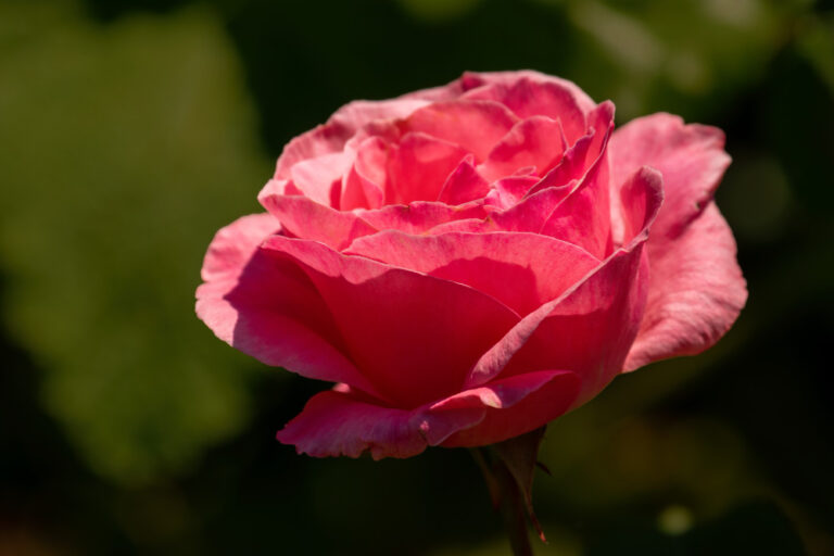Rote Rosenblüte mit weichen Blütenblättern im Licht.