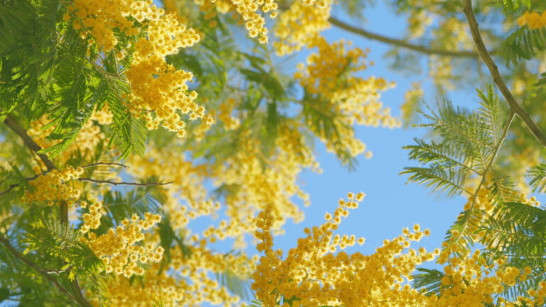 Gelbe kugelförmige Blütenstände der Mimose im Sonnenlicht.