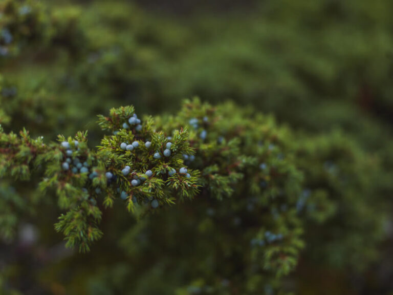 Wacholderzweig mit grünen Nadeln und kleinen blauen Beeren.