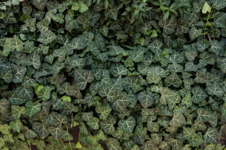 Dunkelgrüne Efeublätter mit heller Blattaderung.